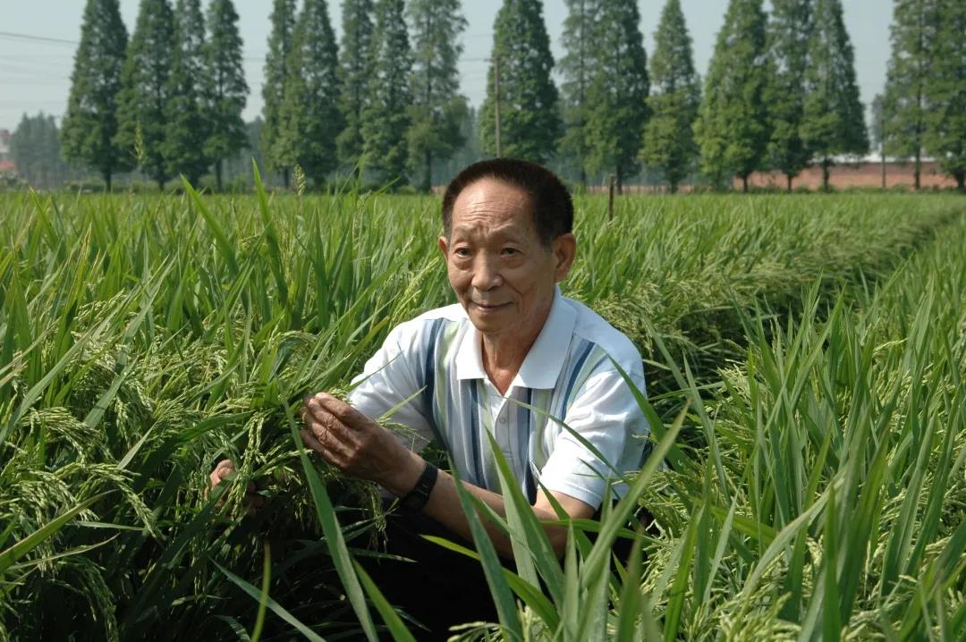 55年前，袁隆平這個(gè)"叛逆"結(jié)論，跨過(guò)"禁區(qū)"